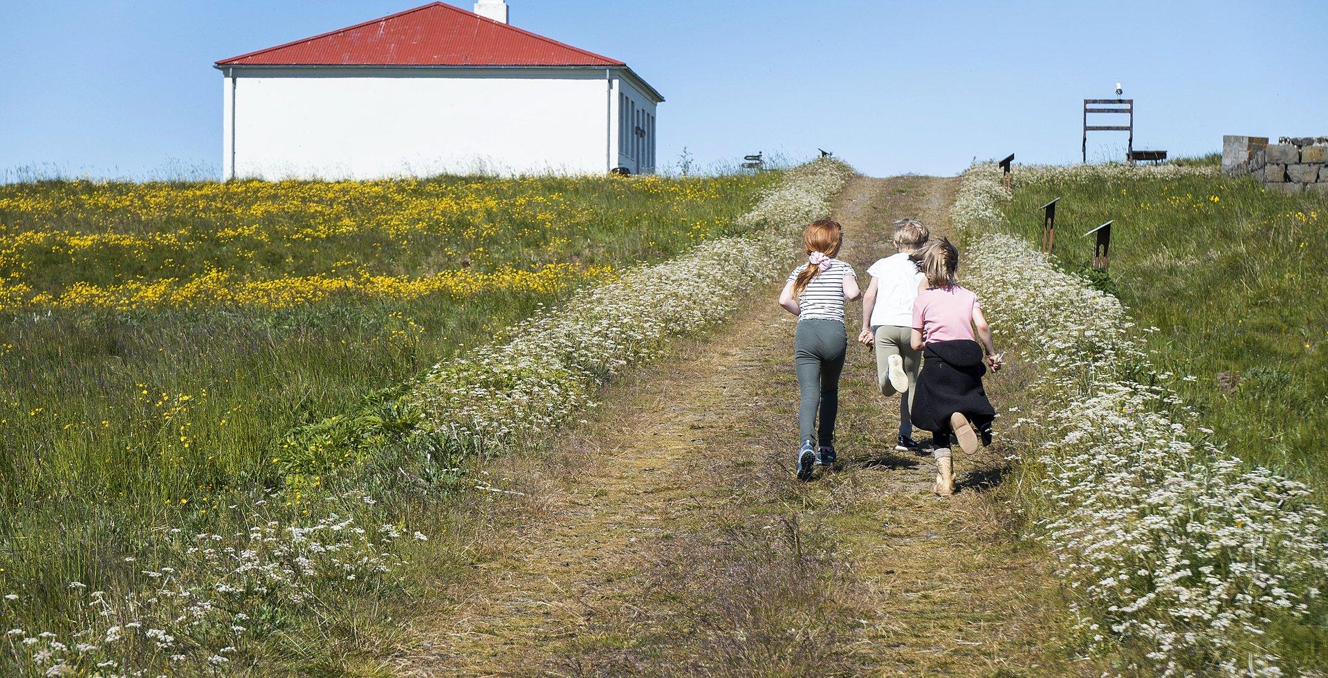 Sumarnámskeið í Viðey – VIÐEY FRIÐEY